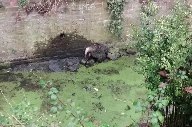 Badger stuck in storm drain outside Kew Gardens hangs on for dear life until rescue services arrive