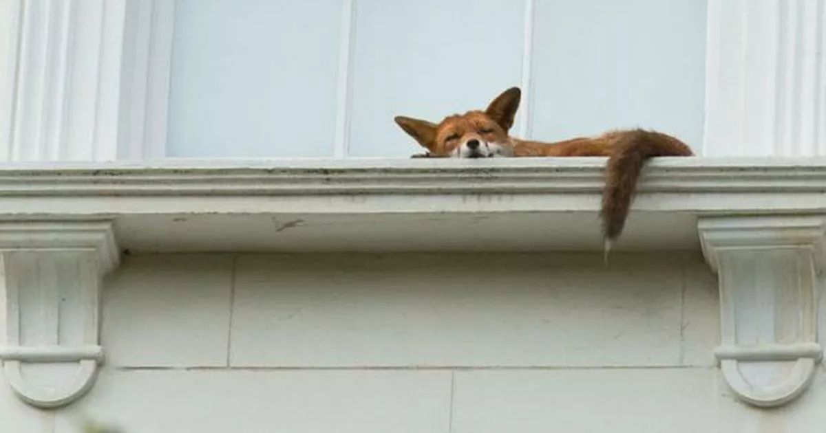 Fox spotted sleeping on window ledge - on second-floor of Notting Hill home!